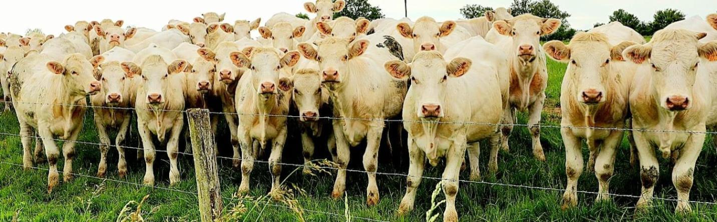 La Vache Tennis Privé Crux-la-Ville Extérieur photo